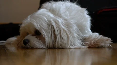 Maltese dog Stock Footage 104621913