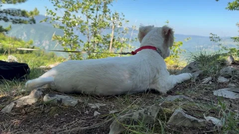 Maltese dog getting up at a shaded mountain overlook Stock Footage 341855911