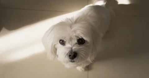 Maltese dog looking in camera. Stock Footage 165827176
