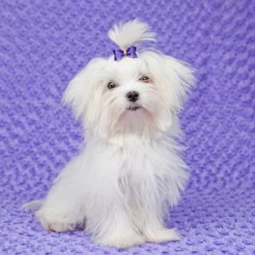 Maltese dog Stock Photos