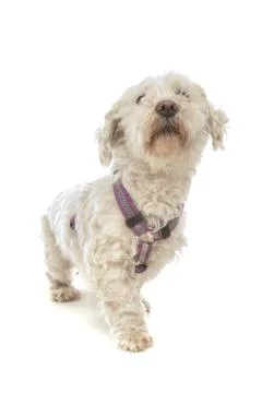 Maltese dog Stock Photos