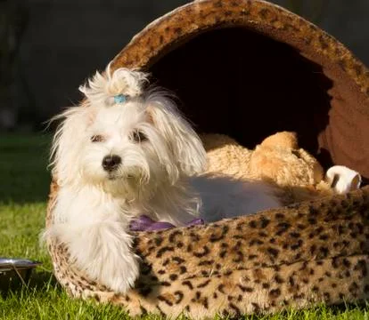 Maltese dog Stock Photos