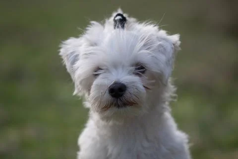 Maltese dog Stock Photos