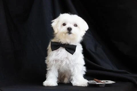 Maltese dog Stock Photos