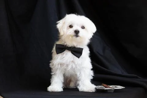 Maltese dog Stock Photos