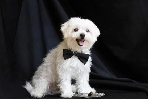 Maltese dog Stock Photos