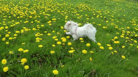 Maltese dog playing Stock Footage 49936225