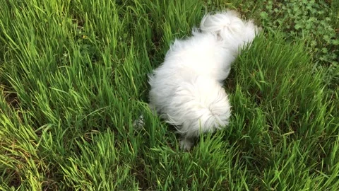 Maltese dog rest in the meadows Stock Footage 311516397