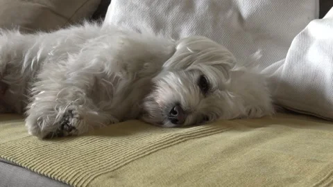 Maltese dog rests on the sofa Stock Footage 311508762