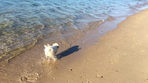 Maltese dog running on the beach Stock Footage 311515860