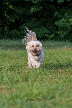 Maltese dog running happily through green grass outdoors Stock Photos