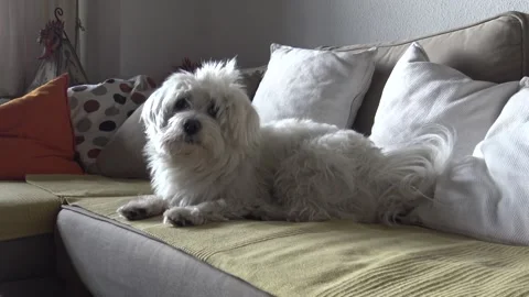 Maltese dog on the sofa Stock Footage 311564005