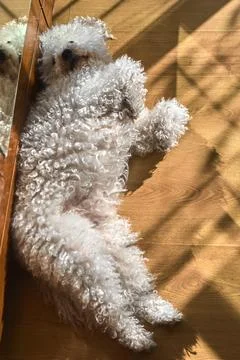 Maltese dog in warm environment Stock Photos