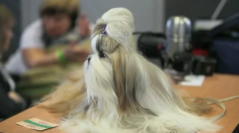 Maltese Stock Footage 10981085