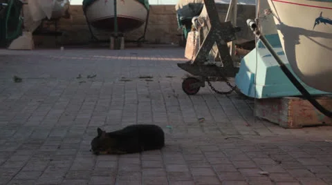Maltese impressions - cat chilling _1 Stock Footage 24924596