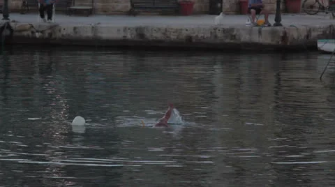 Maltese impressions - divers Stock Footage 24935652