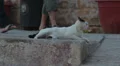 Maltese impressions - le chat Vídeos en HD