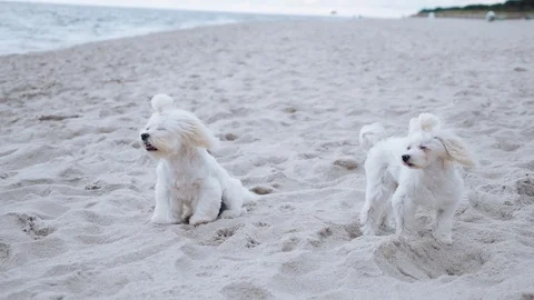Maltese lap-dogs run along the beach near the sea during windy weather Video stock 84264656