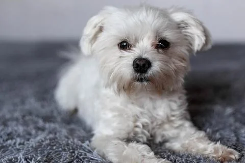 Maltese lapdog lying on the bed Stock Photos