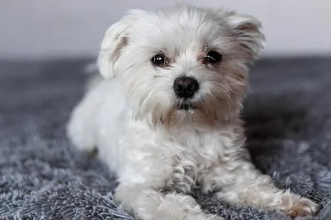 Maltese lapdog lying on the bed Stock Photos