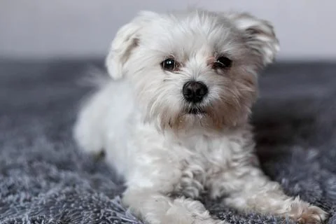 Maltese lapdog lying on the bed Stock Photos