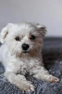 Maltese lapdog lying on the bed Stock Photos