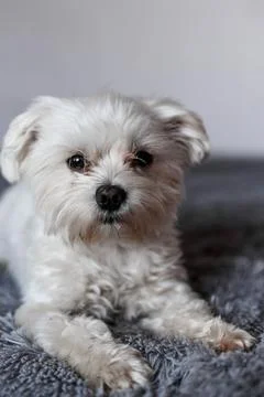 Maltese lapdog lying on the bed Stock Photos