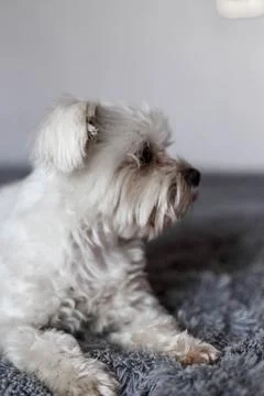 Maltese lapdog lying on the bed Stock Photos