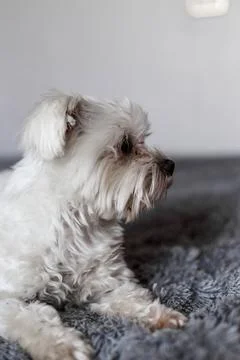 Maltese lapdog lying on the bed Stock Photos