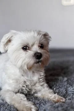 Maltese lapdog lying on the bed Stock Photos