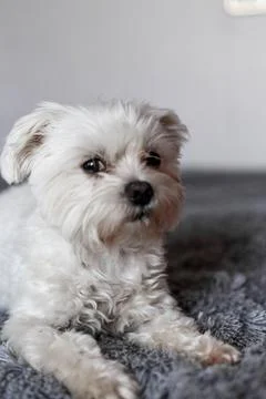 Maltese lapdog lying on the bed Stock Photos