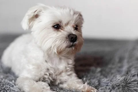 Maltese lapdog lying on the bed Stock Photos