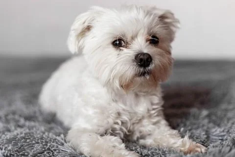 Maltese lapdog lying on the bed Stock Photos