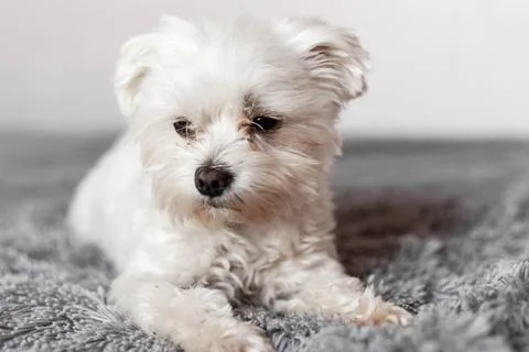 Maltese lapdog lying on the bed Stock Photos