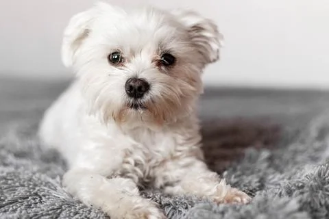 Maltese lapdog lying on the bed Stock Photos