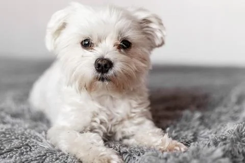 Maltese lapdog lying on the bed Stock Photos