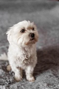 Maltese lapdog lying on the bed Stock Photos