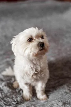 Maltese lapdog lying on the bed Stock Photos