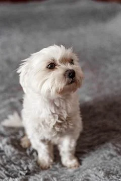 Maltese lapdog lying on the bed Stock Photos