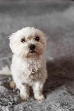 Maltese lapdog lying on the bed Stock Photos