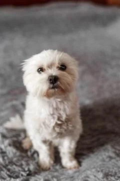 Maltese lapdog lying on the bed Stock Photos