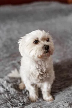Maltese lapdog lying on the bed Stock Photos