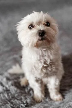 Maltese lapdog lying on the bed Stock Photos