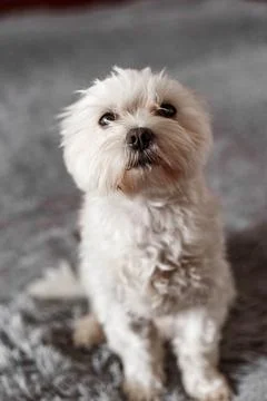 Maltese lapdog lying on the bed Stock Photos