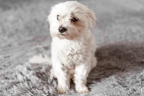 Maltese lapdog lying on the bed Stock Photos