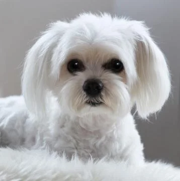 Maltese Stock Photos