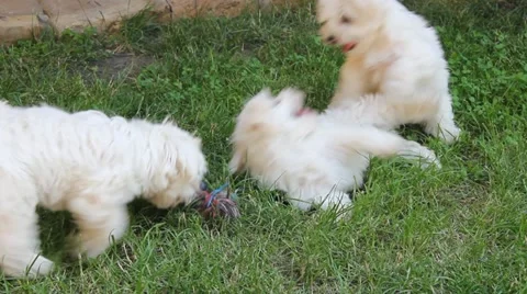 Maltese puppy Video stock 11239125