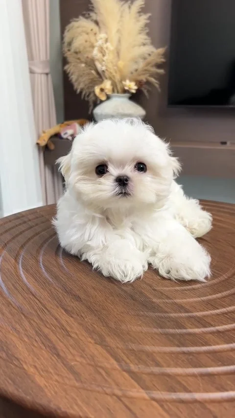 Maltese puppy sitting on table Stock Footage 335661749