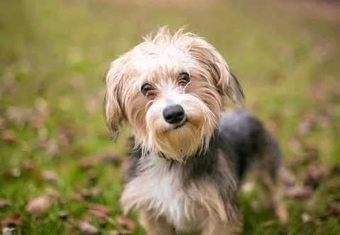 A Maltese x Yorkshire Terrier or "Morkie" dog with a head tilt Stock Photos