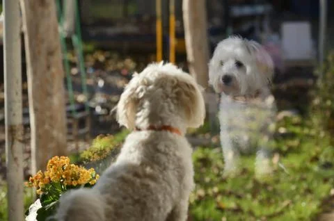 Malteze Dog Looking Through Window Stock Photos